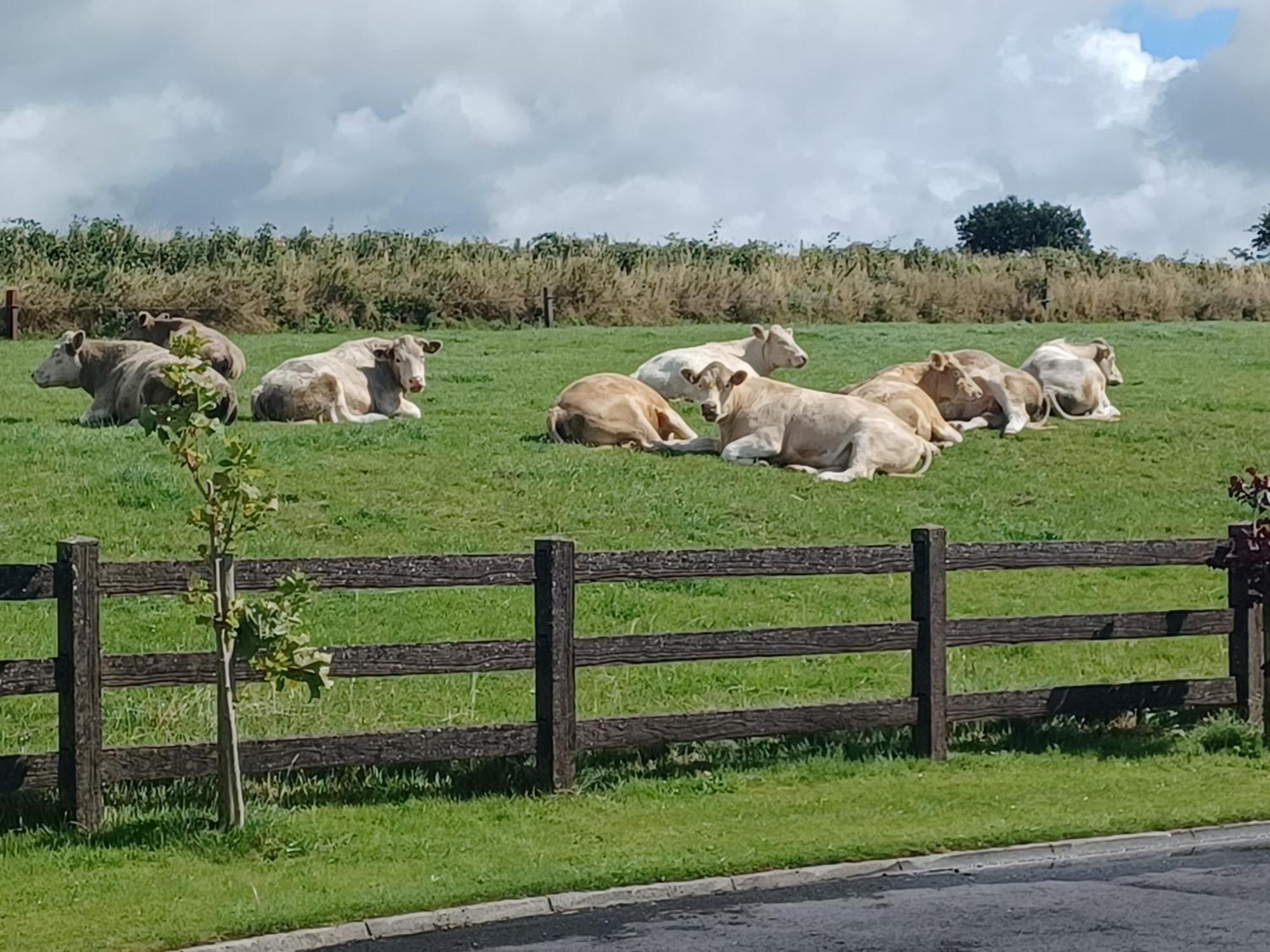 Country Haven Eircode H54 Ak31 * Galway