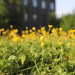 Goldcrest Village Apartments University Of Galway