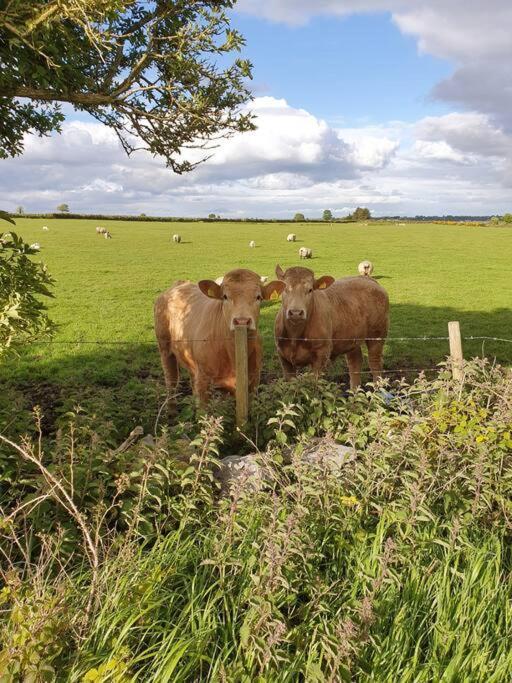 Peaceful Farm In Menlough Near Mountbellew, Ballinasloe, Athlone & Galway