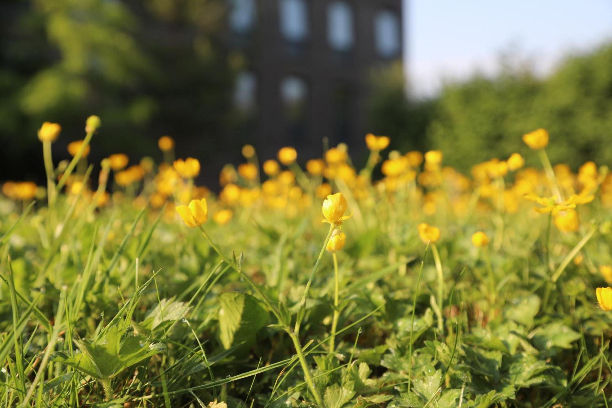Goldcrest Village University Of Apartment *