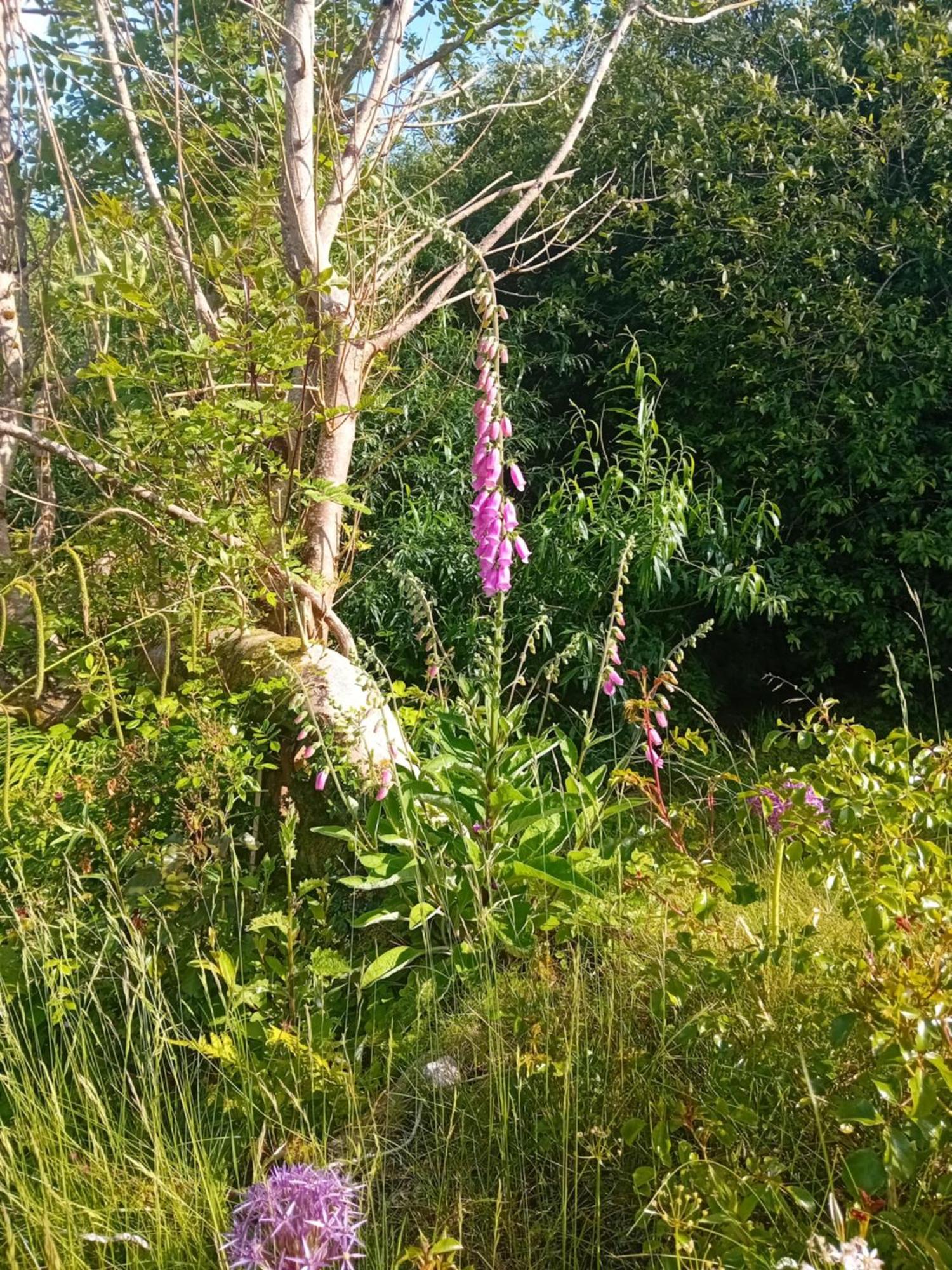 Garden Apartment Galway