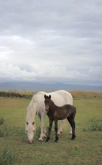 Cnoc Suain Holiday home *