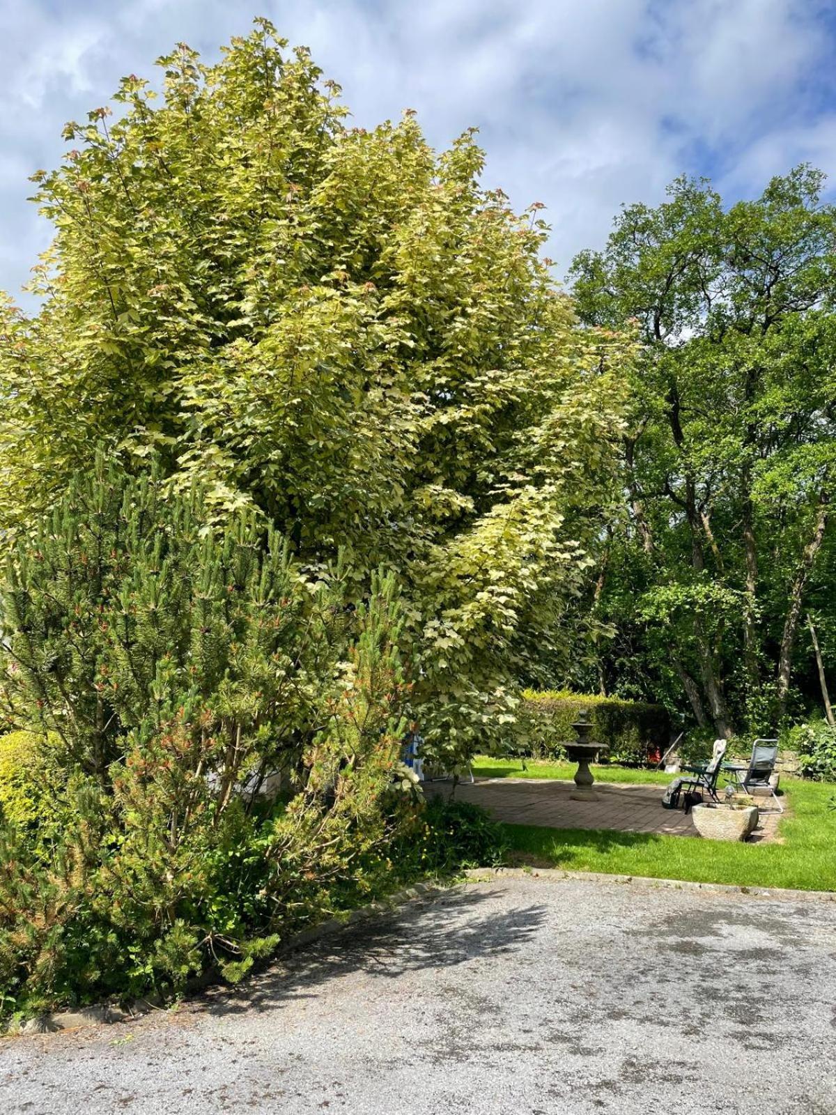 Woodland