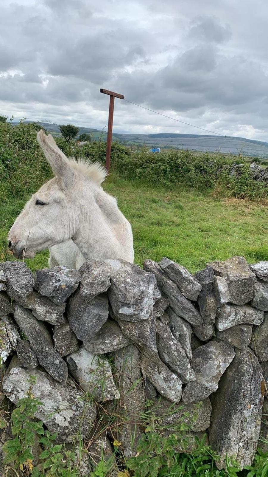 Three Bedroom Cosy Quiet Luxury In The Burren Wild Atlantic Way Holiday home *