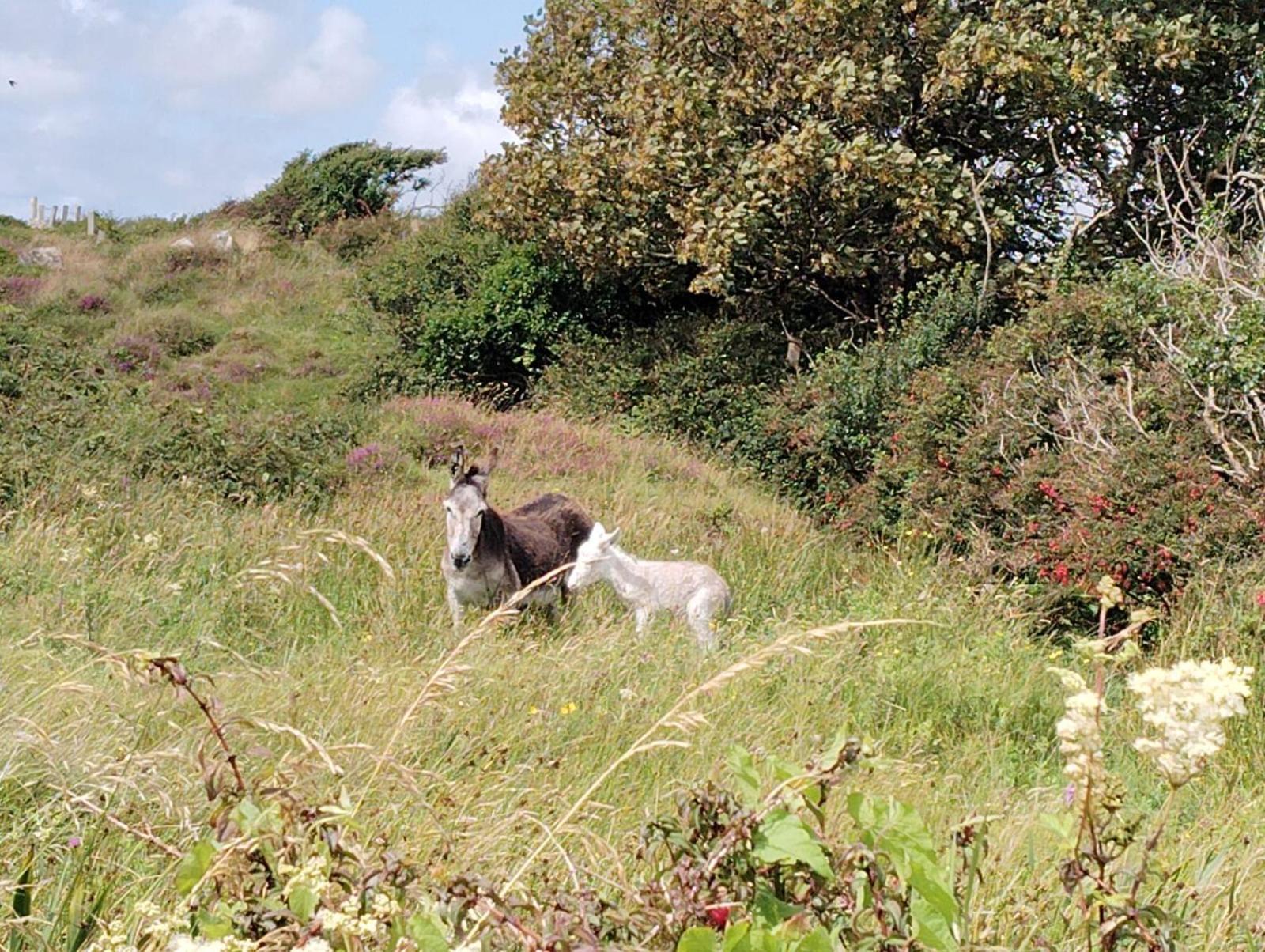 Homestay Ballyconneely House Galway